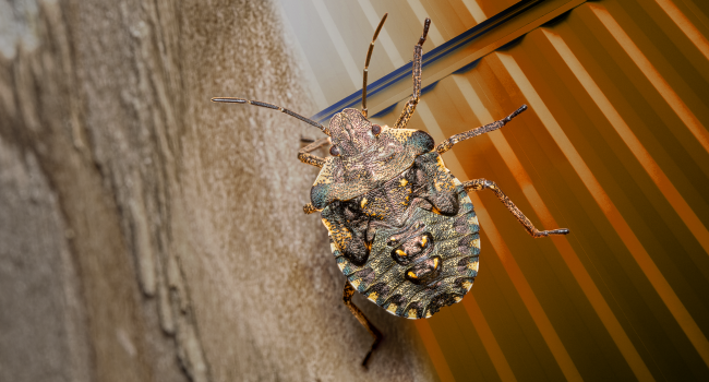GUIDE TO 2024/25 STINK BUG SEASON (BMSB)